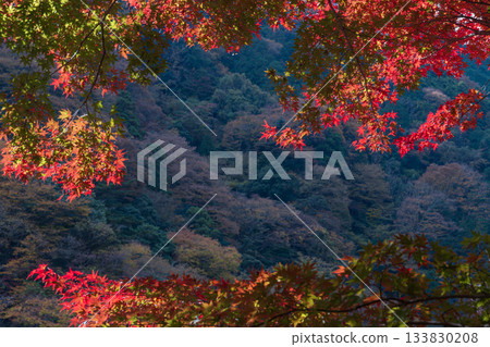 Late autumn scenery of Hakone from Tonosawa 133830208
