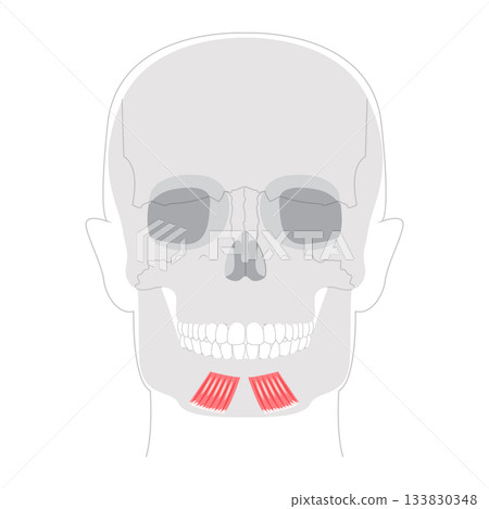 Depressor labii inferioris - Human facial muscle shown in labeled anatomy diagram responsible for lowering the lower Depressor labii inferioris - Human facial muscle shown in labeled anatomy diagram responsible for lowering the lower 133830348