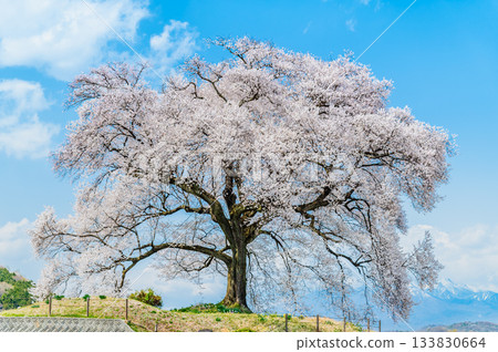 山梨縣：汪塚櫻花盛開，八嶽山 133830664