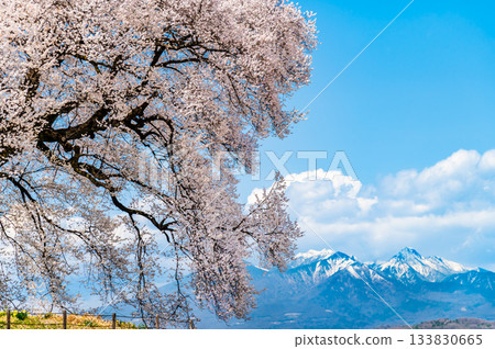Yamanashi: Wanizuka cherry blossoms in full bloom and Yatsugatake Yamanashi: Wanizuka cherry blossoms in full bloom and Yatsugatake 133830665