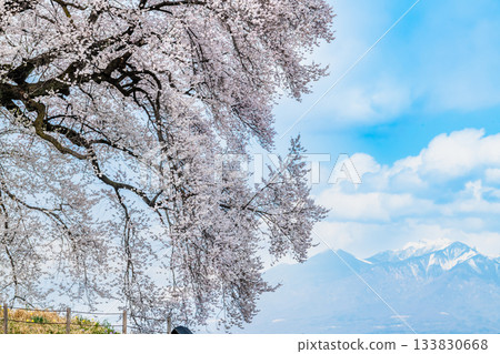 Yamanashi: Wanizuka cherry blossoms in full bloom and Yatsugatake Yamanashi: Wanizuka cherry blossoms in full bloom and Yatsugatake 133830668