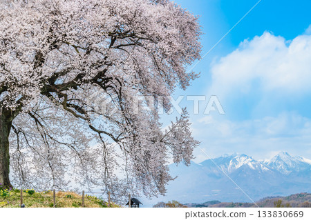 Yamanashi: Wanizuka cherry blossoms in full bloom and Yatsugatake 133830669