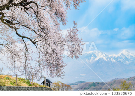 Yamanashi: Wanizuka cherry blossoms in full bloom and Yatsugatake 133830670