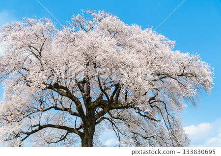 Cherry Blossoms at Wanizuka in Yamanashi Cherry Blossoms at Wanizuka in Yamanashi 133830695