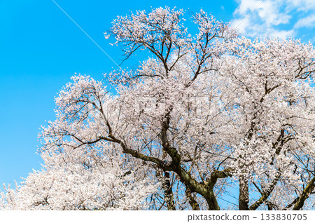 山梨郡汪塚的櫻花 133830705