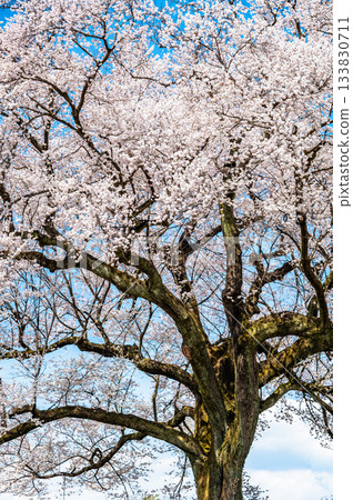 Cherry Blossoms at Wanizuka in Yamanashi 133830711