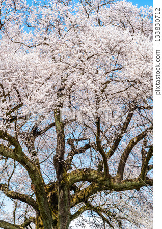 山梨郡汪塚的櫻花 133830712