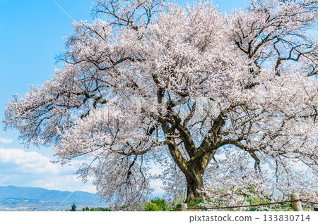 Cherry Blossoms at Wanizuka in Yamanashi 133830714