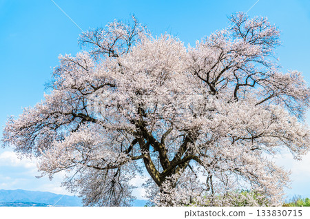Cherry Blossoms at Wanizuka in Yamanashi 133830715