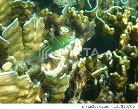 泰國達魯島海洋國家公園的魚類 133830769