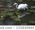 A great egret resting in a pond with floating water lilies. The white wild bird is reflected on the water surface. 133830844