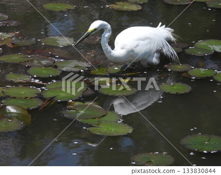 A great egret resting in a pond with floating water lilies. The white wild bird is reflected on the water surface. 133830844