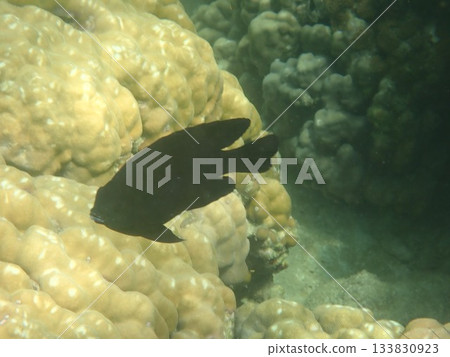 泰國達魯島海洋國家公園的魚類 133830923