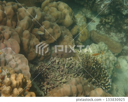 Fish of Tarutao Marine National Park, Thailand Fish of Tarutao Marine National Park, Thailand 133830925