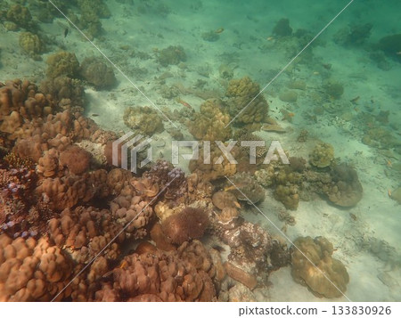Fish of Tarutao Marine National Park, Thailand Fish of Tarutao Marine National Park, Thailand 133830926