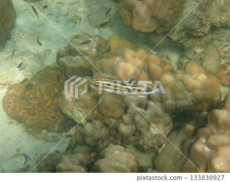 Fish of Tarutao Marine National Park, Thailand 133830927