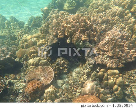 泰國達魯島海洋國家公園的魚類 133830934
