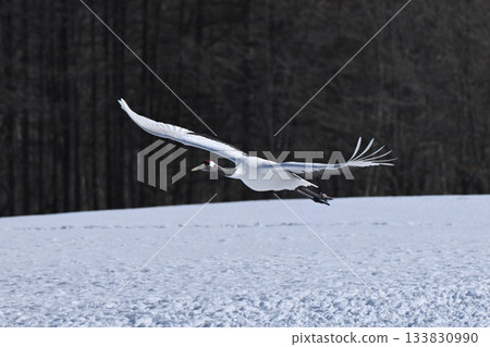 Japanese crane flight 133830990