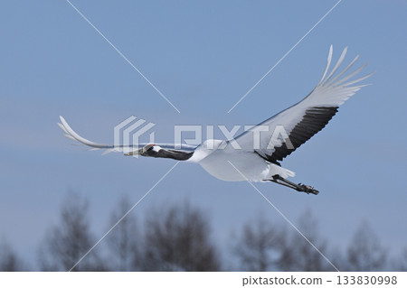 Japanese crane flight Japanese crane flight 133830998