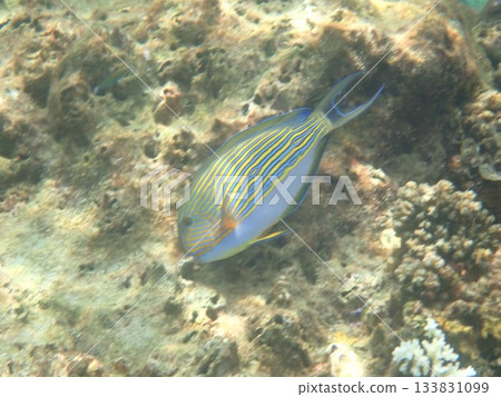 Fish of Tarutao Marine National Park, Thailand 133831099