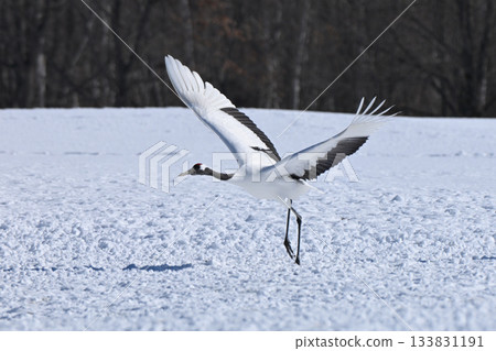 Japanese crane crane Japanese crane crane 133831191