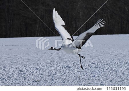 Japanese crane crane Japanese crane crane 133831193