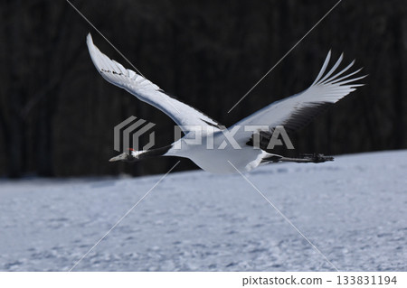 Japanese crane flight Japanese crane flight 133831194