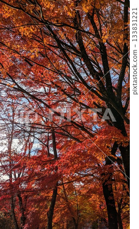 trees with autumn leaves trees with autumn leaves 133831221