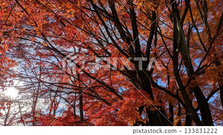 Autumn leaves trees Autumn leaves trees 133831222