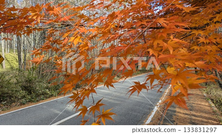 秋葉隧道 秋葉隧道 133831297