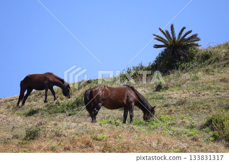 [Miyazaki Prefecture, Toi Cape] Wild horses grazing 133831317
