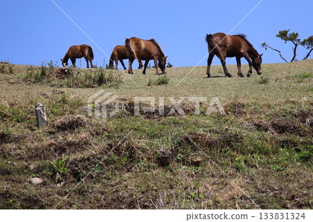 [Miyazaki Prefecture, Toi Cape] Wild horses standing on the grassland 133831324