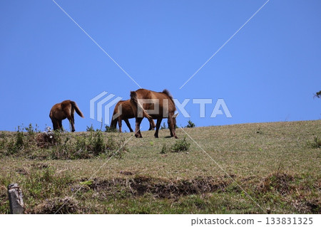 [Miyazaki Prefecture, Toi Cape] A couple of wild horses eating grass 133831325