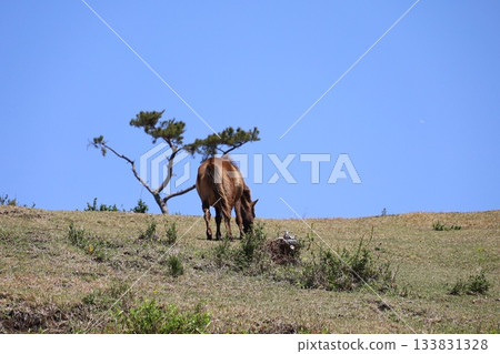 [Miyazaki Prefecture, Cape Toi] Grasslands, trees, and wild horses 133831328