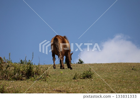 [Miyazaki Prefecture, Toi Cape] Horses grazing on the grassland 133831333