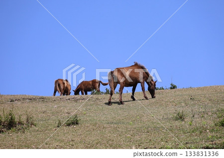 [Miyazaki Prefecture, Cape Toi] A family of wild horses 133831336