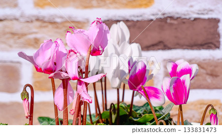 仙客來鮮花 133831473