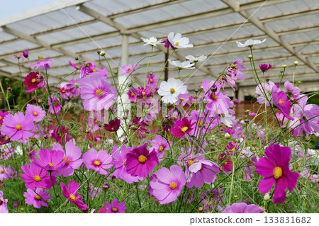 Cosmos at Ofuna Flower Center 133831682