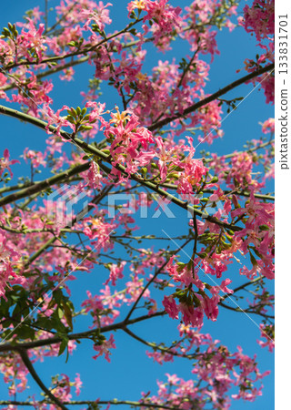 Pink flowers of the Japanese laurel tree in full bloom 133831701