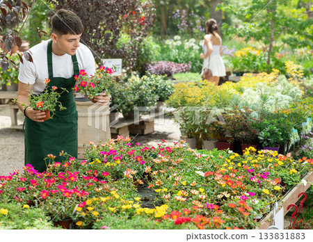 Professional young male florist checking portulaca flowers during work on flowers market Professional young male florist checking portulaca flowers during work on flowers market 133831883