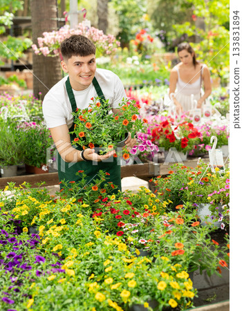 Young floriculturist arranging blooming potted calibrachoa on display in nursery Young floriculturist arranging blooming potted calibrachoa on display in nursery 133831894