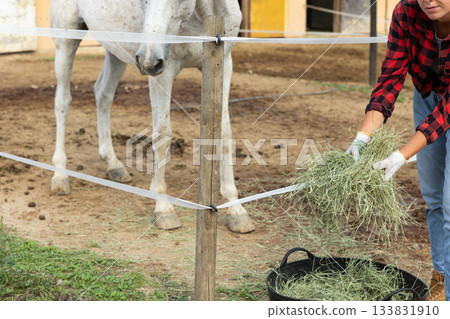 Girl stable worker feeding horses fresh hay in paddock 133831910
