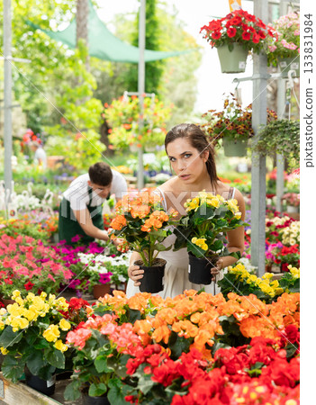 Woman chooses and buys flowers begonia hiemalis in flower shop 133831984