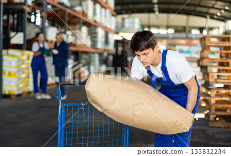 Young man puts bulky paper sack of dry construction mix on trolley. Young man puts bulky paper sack of dry construction mix on trolley. 133832234