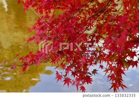 Swan Lake and autumn leaves at Kodomo no Kuni in Yokohama Swan Lake and autumn leaves at Kodomo no Kuni in Yokohama 133832335