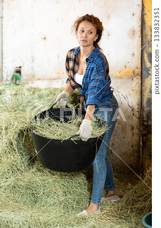 Diligent adult female rancher in work clothes stacking hay in horse feed bin while working at own stable 133832351