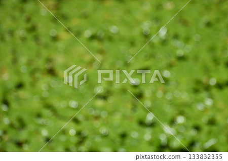背景素材以漂浮在水面上的心形圖案為主題 背景素材以漂浮在水面上的心形圖案為主題 133832355