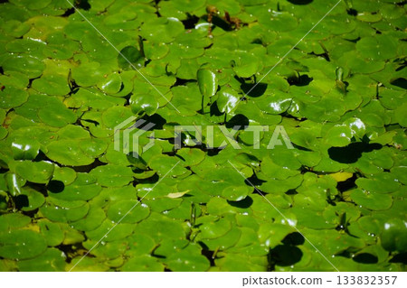 Background material with the motif of floating hearts on the water surface 133832357