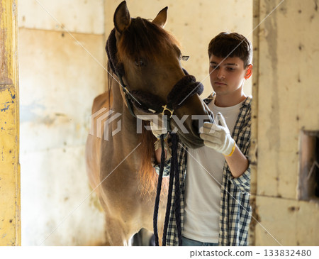 Male owner of horse takes animal out of stall, holds bridle and forces it to follow him Male owner of horse takes animal out of stall, holds bridle and forces it to follow him 133832480