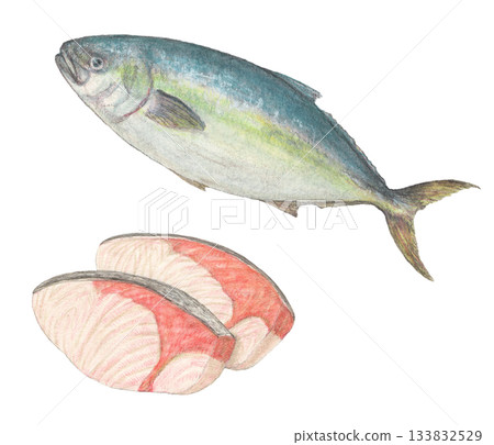 黃尾魚和黃尾魚片水彩鉛筆插圖 黃尾魚和黃尾魚片水彩鉛筆插圖 133832529
